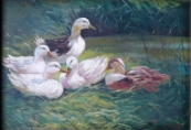 Josef Pavelka - Ducks
