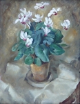 Peter P. Matysek - Cyclamen in flower pot
