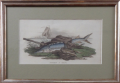 R. Ackermann - Sturgeon