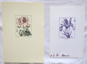 Josef Hercik - Iris, Rose 