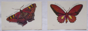 Zuzana Oberthorova - Butterflies 