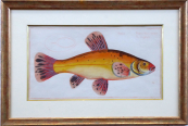 Marcus Elieser Bloch - Cyprinus Tinta Auratus