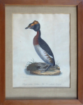 Johann Carl Bock - Yellow-horned Grebe
