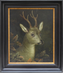 Hlava srnce s parožím - šesterák, křižák